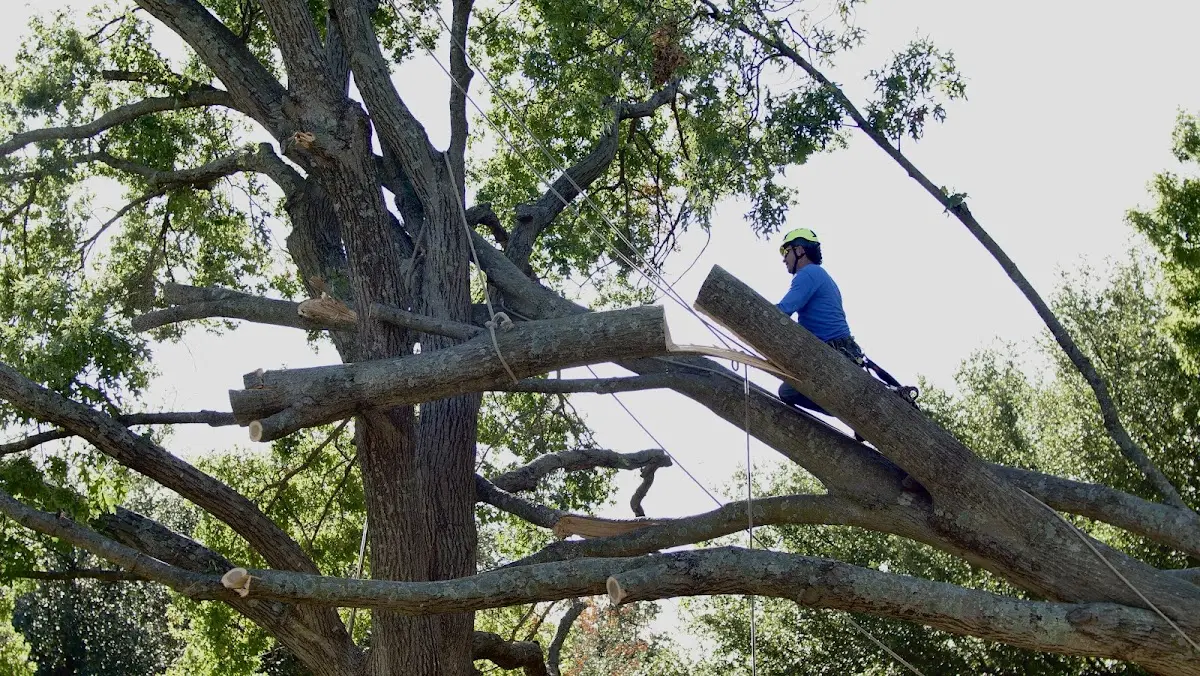 Professional Crown Thinning performed by certified arborists in Bethel