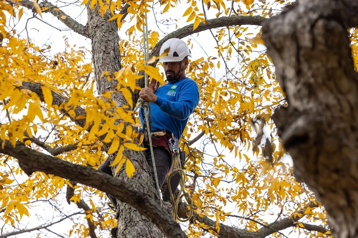 Skilled Tree Planing crew working in Bethel